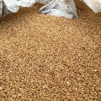 Пшеница 5 класс, 700 тонн