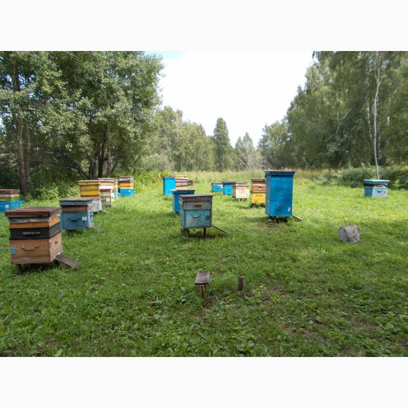 Фото 4. Продам алтайский мед