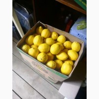 Лимоны оптом