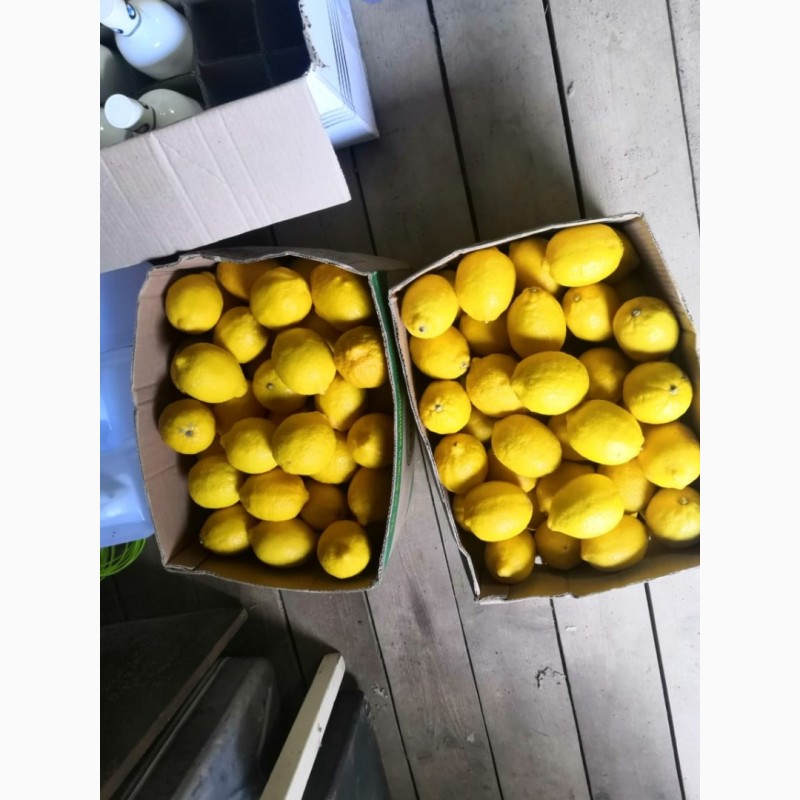 Фото 2. Лимоны оптом