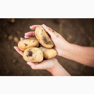 Продам картофель урожай этого года сорт Коломбо