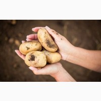 Продам картофель урожай этого года сорт Коломбо