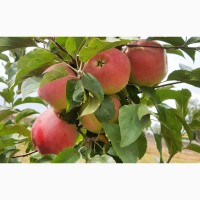 Саженцы яблони оптом в питомнике «Горизонт»