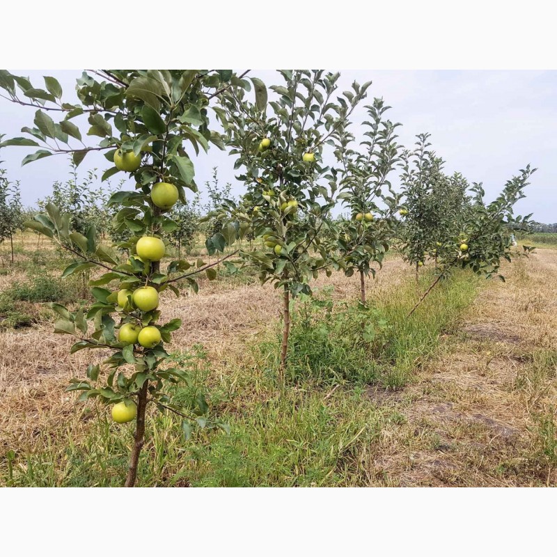 Фото 4. Саженцы яблони оптом в питомнике «Горизонт»
