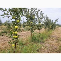 Саженцы яблони оптом в питомнике «Горизонт»