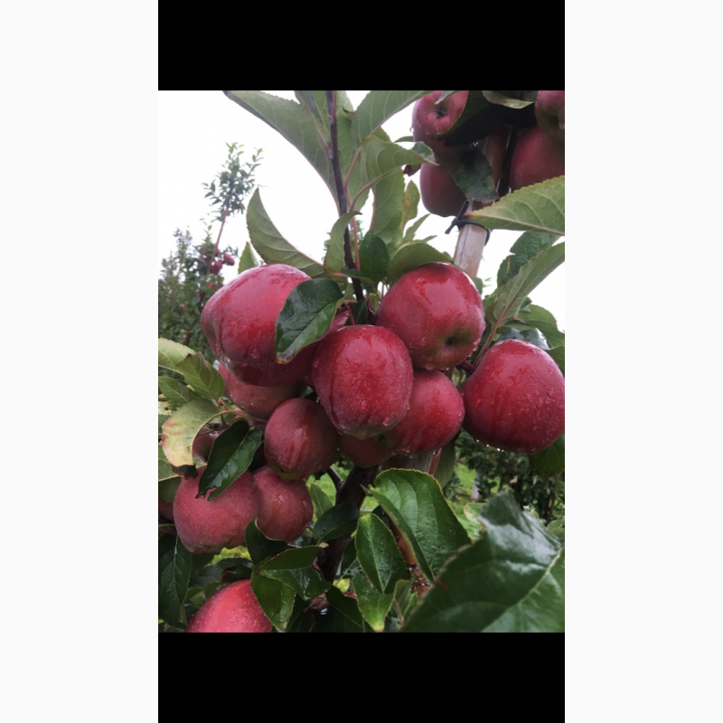 Фото 4. Продам яблоко высокое качество 8 сортов