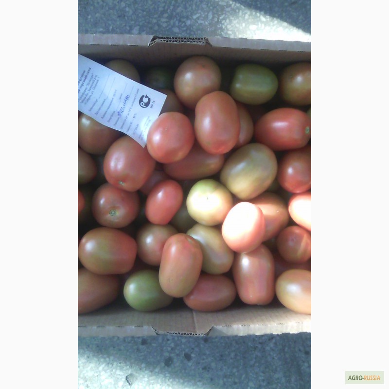 Фото 2. Продам тепличные томаты, сорт Лезгинка