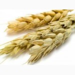 Продаю фуражную пшеницу
