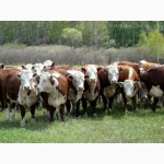 Реализация племенного поголовья крупного рогатого скота породы Герефорд