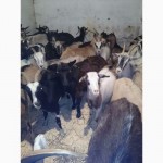 Продам молочных коз