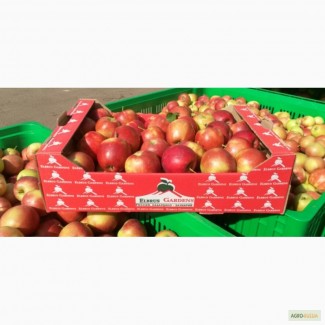 Продаем свежие яблоки, сорт Гала + 12 сортов