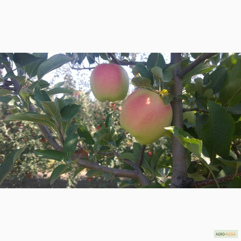 Фото 2. Продаем свежие яблоки, сорт Гала + 12 сортов