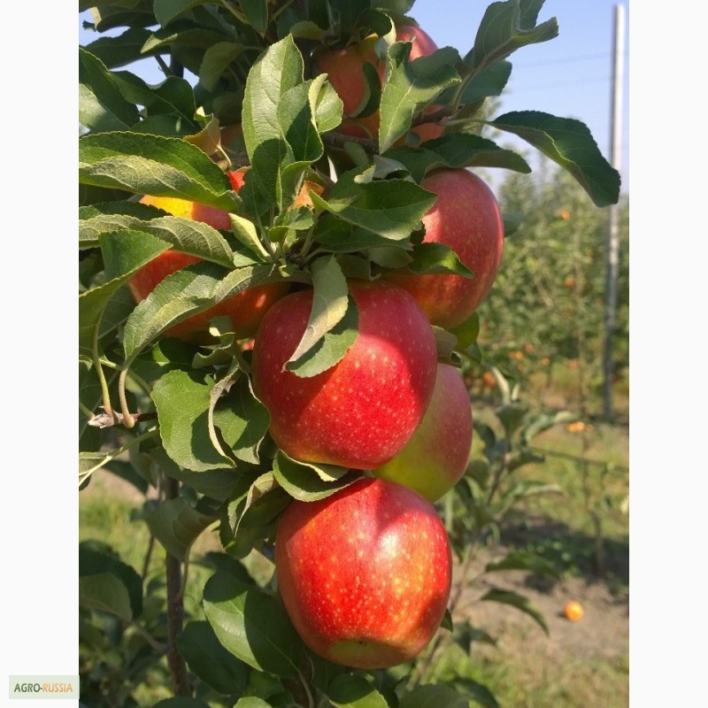Фото 3. Продаем свежие яблоки, сорт Гала + 12 сортов