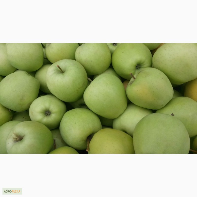 Фото 4. Продаем свежие яблоки, сорт Гала + 12 сортов