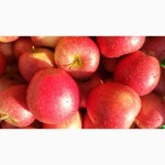 Продаем свежие яблоки, сорт Гала + 12 сортов