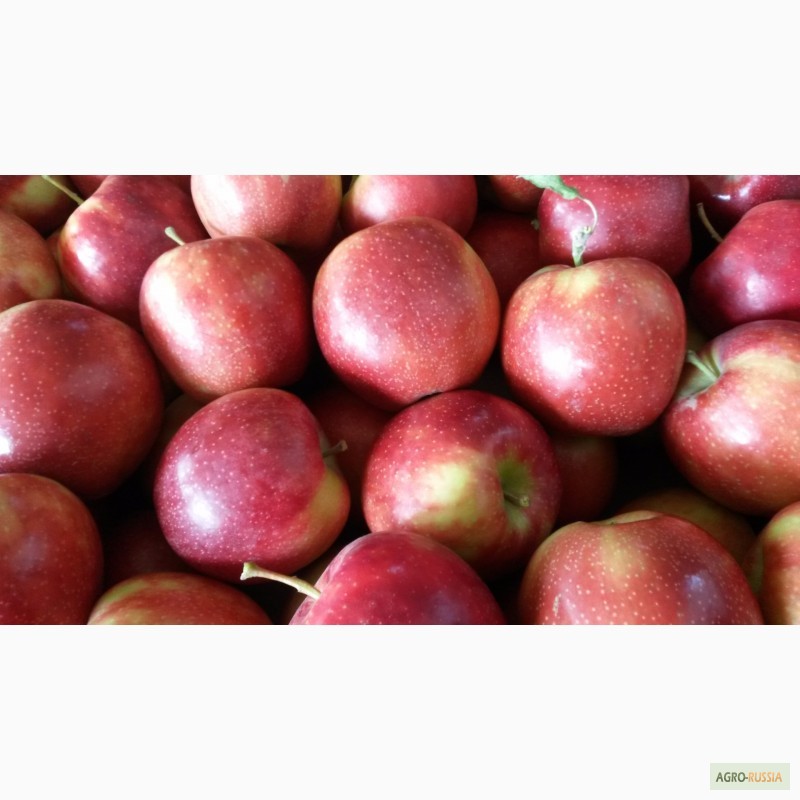 Фото 6. Продаем свежие яблоки, сорт Гала + 12 сортов