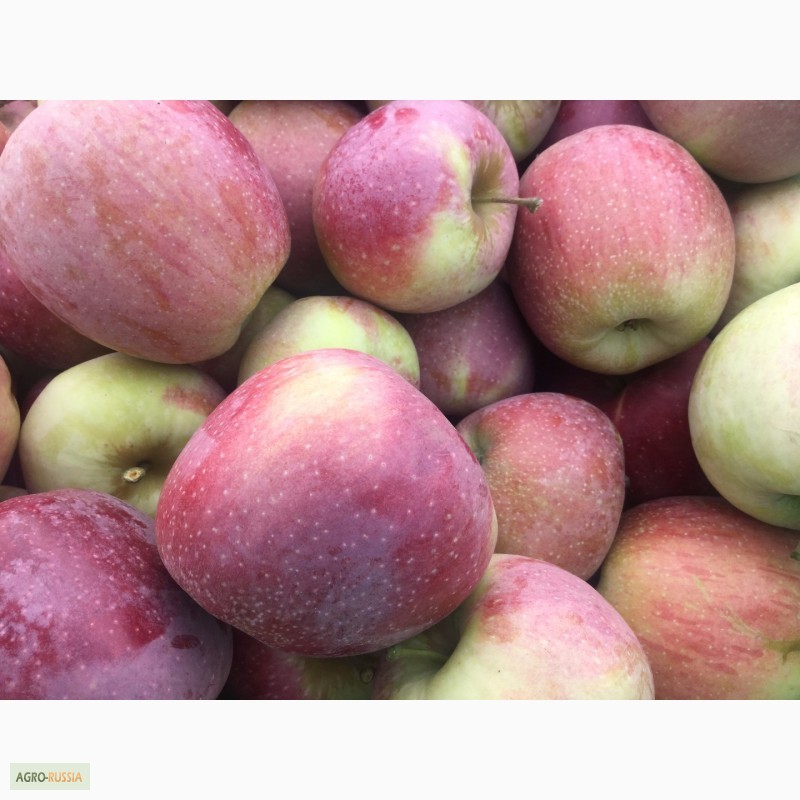 Фото 7. Продаем свежие яблоки, сорт Гала + 12 сортов