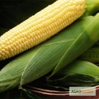 Семена кукурузы Спирит