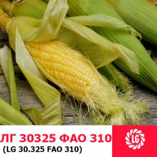 ЛГ 30325 (ФАО 320) гибрид кукурузы ЛИМАГРЕЙН (Limagrain)