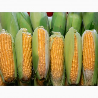 Семена кукурузы Краснодарский-194 (кукуруза)