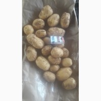 Астраханский картофель от фермера