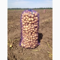 Реализуем картофель оптом от 10 т. на прямую c фермерского хозяйства. Без посредников