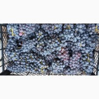 К оптовой продаже по цене от производителя готов виноград высокого качества Чарос