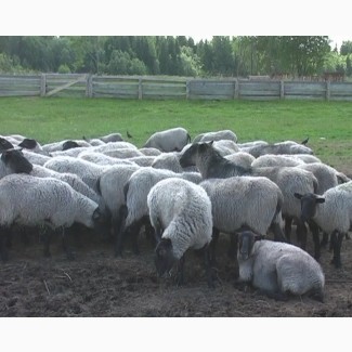 Романовские овцы за границу