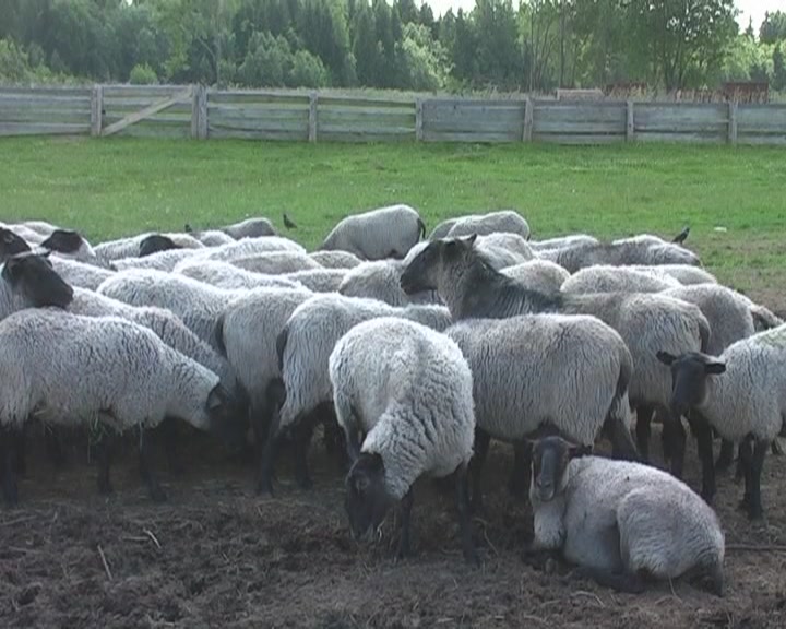 Романовские овцы за границу