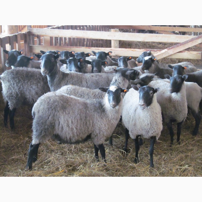 Фото 2. Романовские овцы за границу