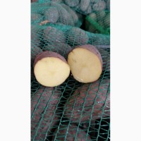 Продам Картофель Овощи