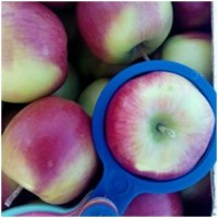 Яблоки оптом от производителя 41, 50 руб./кг