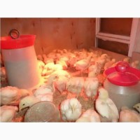 Продам цыплят бройлерных кобб-500 из чешского яйца