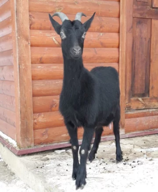 Фото 2. Козел (черный) Нубиец и коза Чешской породы