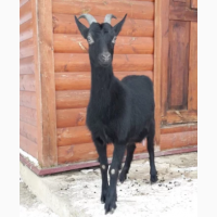 Козел (черный) Нубиец и коза Чешской породы