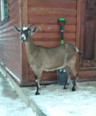 Фото 3. Козел (черный) Нубиец и коза Чешской породы