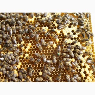 Пчелопакет Карника в Липецке
