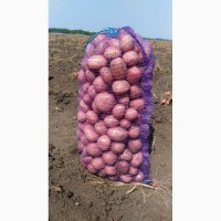 Продается картофель Краснодарский край