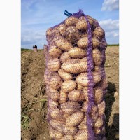 Картофель урожая 2019 года оптом