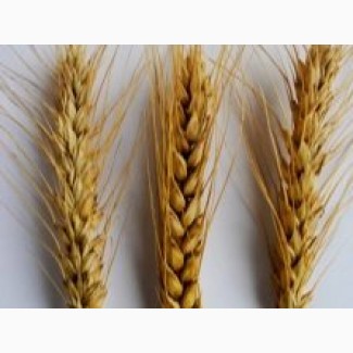 Семена озимой пшеницы высокого качества