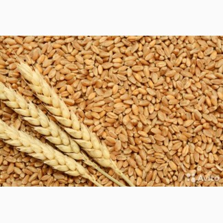 Элитные семена пшеницы