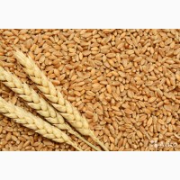 Элитные семена пшеницы