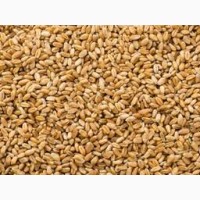 Семена яровой пшеницы сорта Тасос оптовая продажа