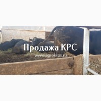 Продажа КРС по России странам СНГ