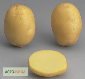 Фото 2. Продам продовольственный картофель, сорт Агата