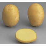 Продам продовольственный картофель, сорт Агата