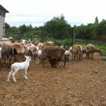 Продам овец породы Муфлята для разведения и скрещивания