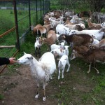 Продам овец породы Муфлята для разведения и скрещивания