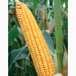Продаем семена кукурузы фирм Монсанто и Пионер