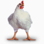 Комбикорм для цыплят, комбикорм для цыплят-бройлеров ПК-5, ПК-6 недорого